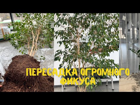Видео: Пересадка фикуса бенджамина.  #фикусбенджамина #фикус#фикусы