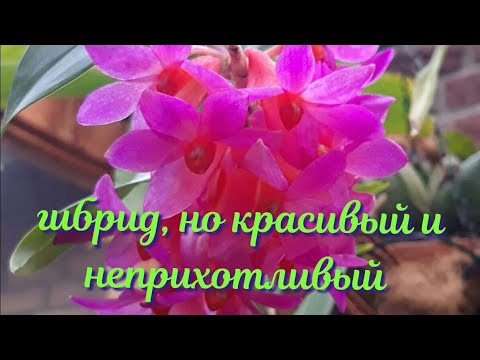 Видео: Орхидеи в домашних  условиях. ДЕНДРОБИУМ, который щедрый на цветение и без комплексов для цветения.