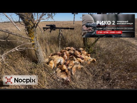 Видео: Охота на хищника. Добыл 30 лисиц за одну ночь !!!
