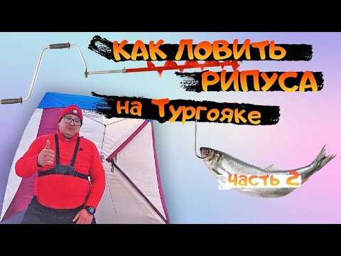 Видео: Ловля РИПУСА на Тургояке. Рипус зимой. рыбалка рипуса. Рыбалка. Поклевки рипуса.  ЧАСТЬ 2