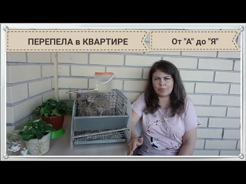 Видео: Содержание перепелов в квартире от "А" до "Я"! Видео "Вопрос-ответ". Тайм лист в описании