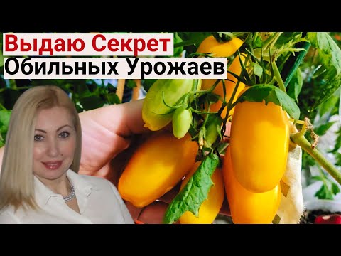 Видео: ЖАЛЕЮ, Что Раньше ТАК НЕ Сажала Томаты! Теперь Сажаю ТОЛЬКО ТАК! Потрясающий Результат!
