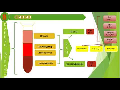 Видео: Қанның құрамы мен қызметі