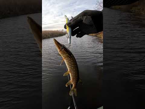 Видео: ТГК: Артурио фишинг #carnivorebaits #рыбалка #fishing #артуриофишинг