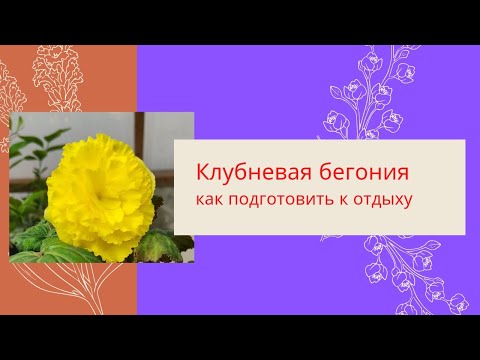 Видео: Как правильно отправить клубневую бегонию на зимовку