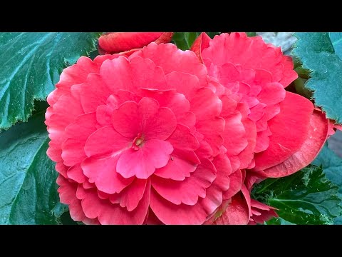 Видео: Болмо гулу Бегония гулун жалбырак аркылуу кобойтуу 🌹