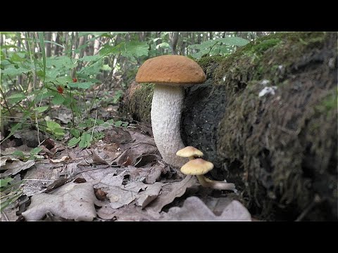 Видео: Mushrooms. ЖАРА СУХО А ГРИБОВ НАШЛИ! Поход по грибы с верным другом!