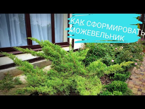 Видео: Стрижка можжевельника в форме лилия.