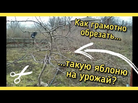 Видео: Обрезка яблони 5 лет НА УРОЖАЙ! / Подробное видео для НАЧИНАЮЩИХ.