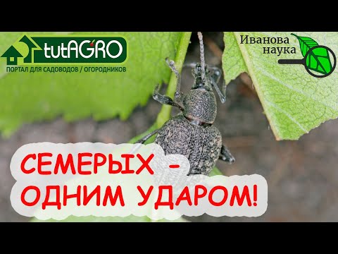 Видео: За ОДИН РАЗ - ВСЕХ НАПОВАЛ! Спасите землянику от ВРЕДИТЕЛЕЙ. Долгоносик, хрущ, клещ и нематоды!