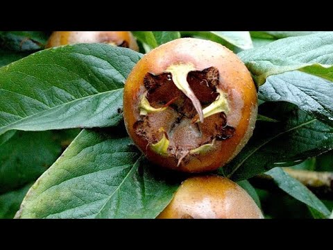 Видео: Мушмула кавказская и Зизифус