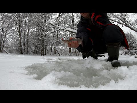 Видео: За хариусом по бобриным плотинам.Клюёт.
