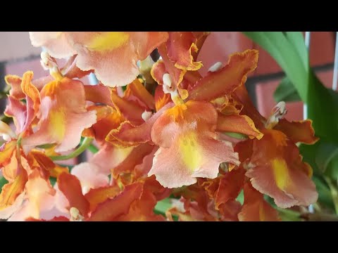 Видео: ПРЕКРАСНОЕ ЦВЕТЕНИЕ КАМБРИИ! ❣️😍КАТТЛЕЙНАЯ РОСКОШЬ❣️❤️😍👍#orhids #flores #phalaenopsis #cambria 🌱🌸🦋❣️