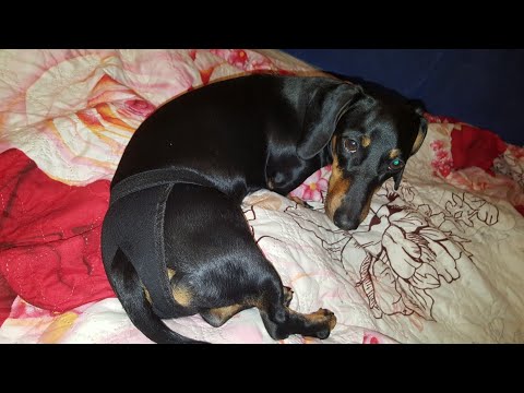 Видео: Течка у собак. Как происходит. основные моменты. Моя такса