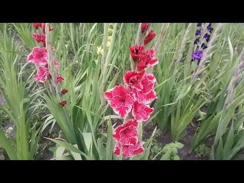 Видео: Гладіолус 2025
