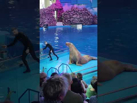 Видео: Полное выступление моржа Миши😉 #владивосток #дельфинарий