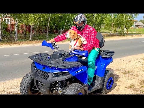 Видео: ШЕРЛОК НЕ МОЖЕТ НАЙТИ ДОРОГУ ДОМОЙ. БРОС ШОУ ПЕТ