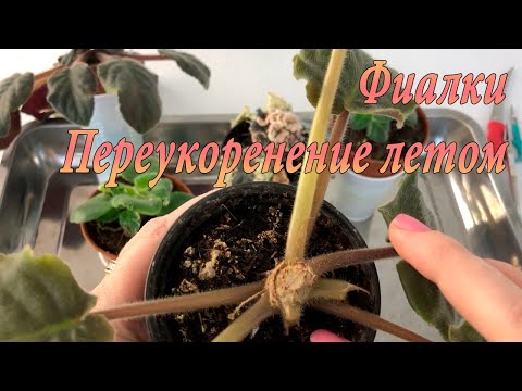 Видео: Фиалки. Переукоренение летом