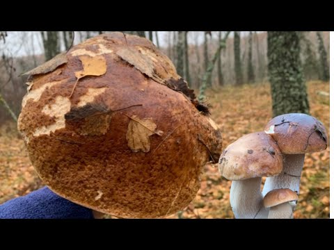 Видео: Осінь Листопад🍁Збираю БІЛІ ГРИБИ, Рядовки та Маслюки