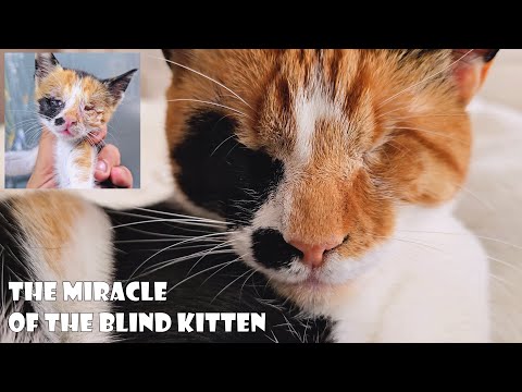 Видео: Когда Бог посылает тебе слепого котёнка — это никогда не бывает случайностью.