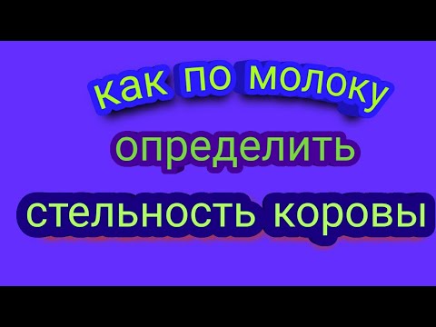 Видео: Как по молоку определить стельная корова или нет. Меня не поняли, объясню.
