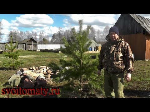 Видео: Как пересадить небольшую сосну себе на участок