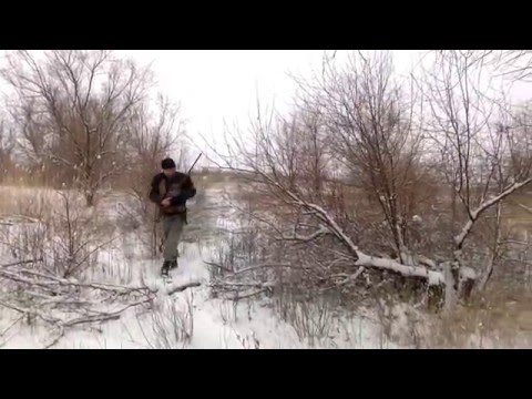 Видео: Охота на фазана Ушарал-Алаколь