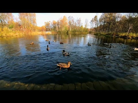 Видео: Утка звучит с кряканьем и плеском на реке