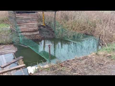 Видео: Как держать Гусей на ВОЛЕ! Выпускаем Гусей в реку загородный участок воды и гусятник на берегу реки