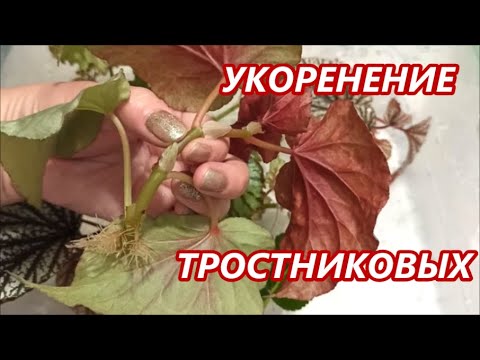 Видео: САМЫЙ БЫСТРЫЙ способ УКОРЕНЕНИЯ 🌺 Тростниковых Бегоний