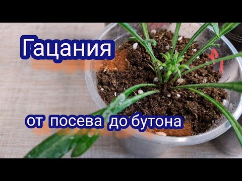 Видео: Гацания. Нужен ли простому цветоводу декабрьский посев?