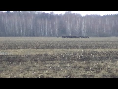 Видео: Сыромятная кожа . Отмывка кожи от раствора.