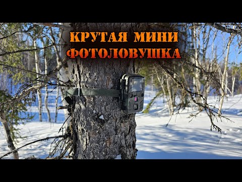 Видео: Мини фотоловушка которая меня удивила