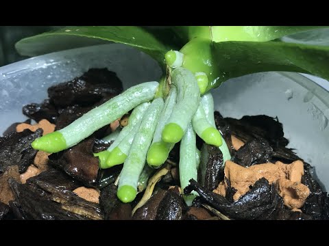 Видео: Как нарастить корни у орхидей с CLONEX Rooting Gel. Phal. Schilleriana × Stuartiana var. Nobilis