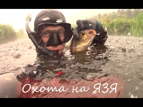 Видео: ПОДВОДНАЯ ОХОТА ЯЗЬ