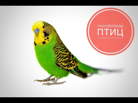 Видео: Пухопероеды птиц