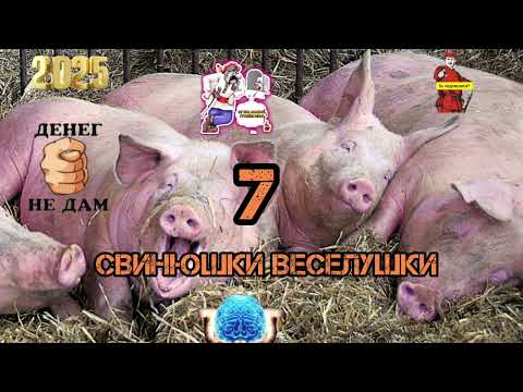 Видео: СВИНУШКИ ВЕСЕЛУШКИ# 7.МЫКОЛА! ИНТЕЛЕКТА НЕТ СОВСЕМ. КАК ТЫ РАЗВОДИШЬ-ЗАГАДКА.. КОМУ ТО ОЧЕНЬ ГАДКО..