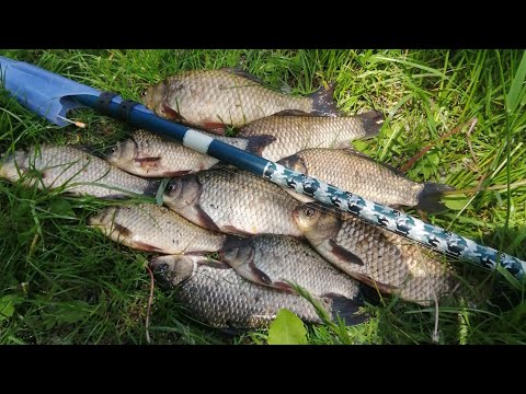 Видео: На нього клює завжди і  скрізь.Рибалка в заброд