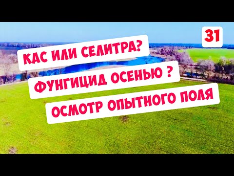 Видео: Озимка - КАС или Селитра? Фунгицид осенью - да или нет ? Опытный участок 20 дней спустя ...