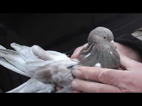 Видео: Ярмарка голубей. Рязань 4 ноября 2023 . Фильм 1