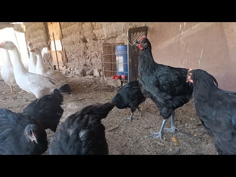 Видео: 2 айлык жерси гигант жожо короздор сатылат