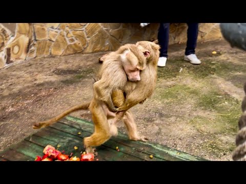 Видео: ЭТО ТАК СМЕШНО! Степка хочет сделать Люсю СВОЕЙ НЕВЕСТОЙ! 