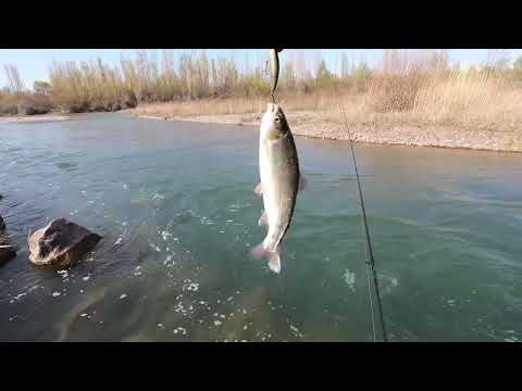 Видео: РЫБАЛКА 2024🎣. ПОЙМАЛ ТРОФЕЙ 🏆. ЛОВЛЯ РАДУЖНОЙ ФОРЕЛИ НА ВЕРТУШКИ И ВОБЛЕРЫ. КЫРГЫЗСТАН 🇰🇬