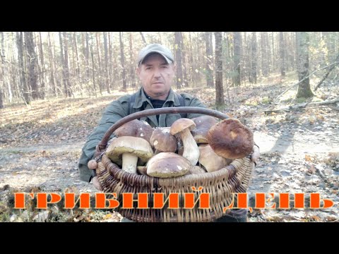 Видео: ГРИБНИЙ ДЕНЬ НА ПОЛІССІ. 2ЛИСТОПАДА 2024Р. КОШИК БІЛИХ ГРИБІВ...