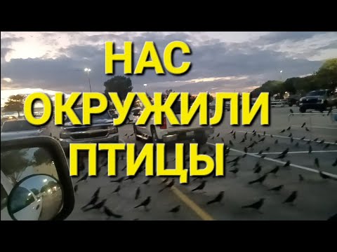 Видео: НАШЕСТВИЕ ПТИЦ. РАЗБОР ПОКУПОК ИЗ WALMART И TJMAX.  