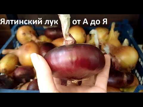 Видео: Ялтинский лук  от А до Я в природном земледелии.