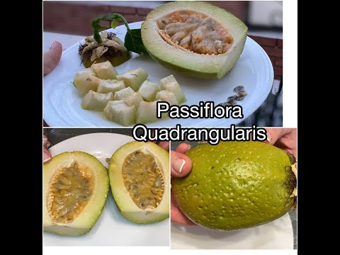 Видео: Passiflora Quadrangularis пассифлора квадрангуларис