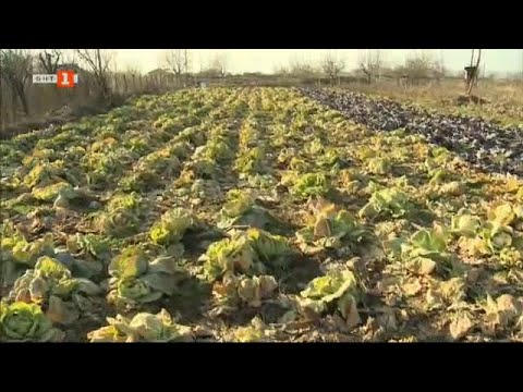 Видео: С "Бразди" берем полско зеле през февруари, "Бразди" - 22.02.2025