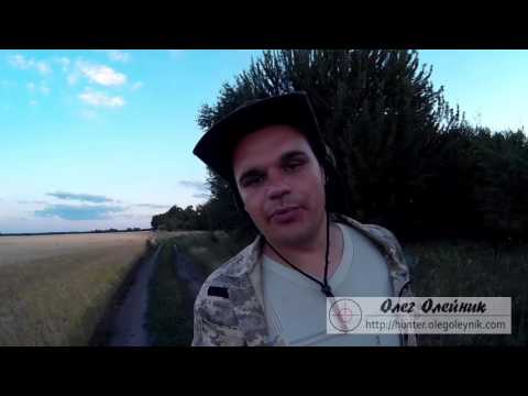 Видео: Как охотится на вяхиря