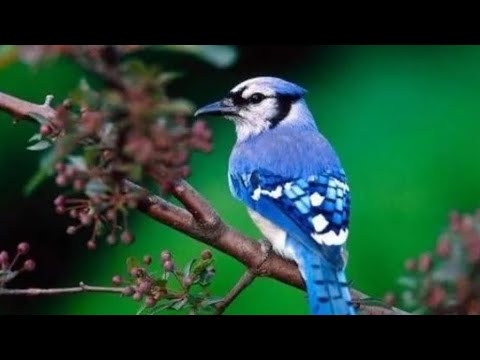 Видео: ЁВВОЙИ Қушлар ишкибозлари учун